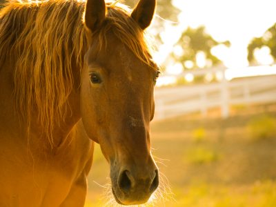 Understanding Your Horse’s Body Condition