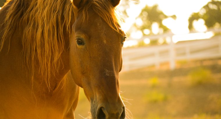 Understanding Your Horse’s Body Condition