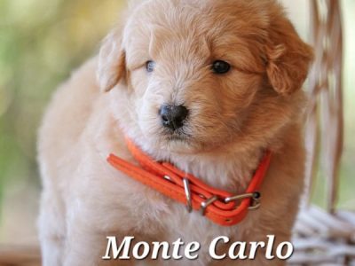 Bordoodle – Lismore