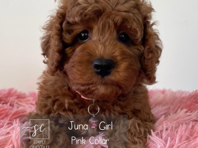 Cavoodle – Maryborough
