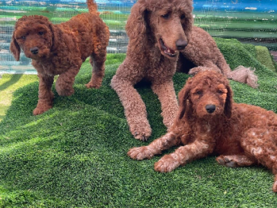 Poodle Standard – Tapping