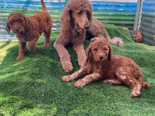 Poodle Standard – Tapping