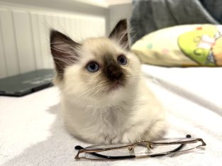 Ragdoll – Nunawading