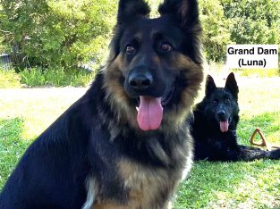 German Shepherd – Tallebudgera