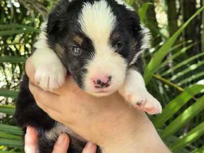 Australian Shepherd – Lexi Webb