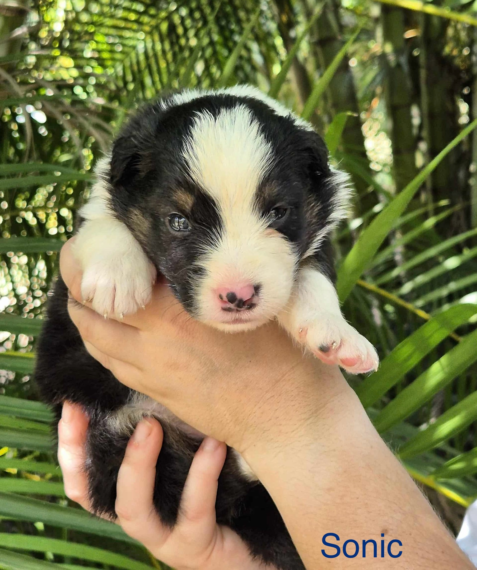 Australian Shepherd - Lexi Webb - PetsForHomes