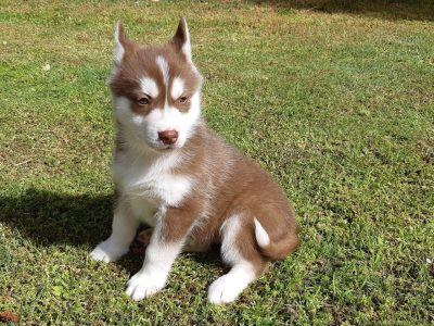 Husky – Ellalong
