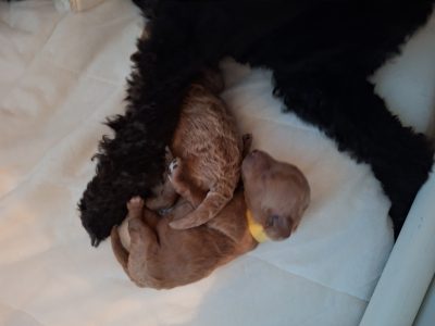 Toy Poodle – Hopetoun