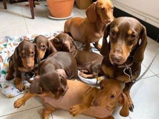 Dachshund – Glenunga