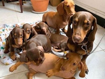 Dachshund – Glenunga