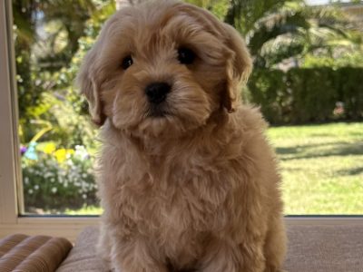 Cavoodle – O’Connell