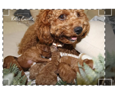 Cavoodle – Brisbane