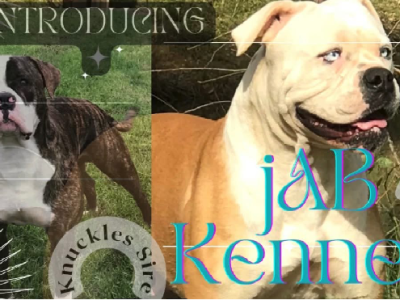 American Bulldog – Bringelly