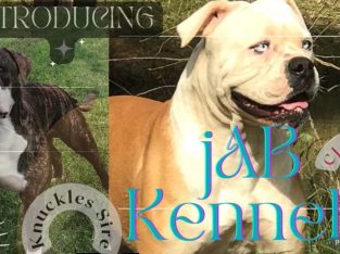 American Bulldog – Bringelly