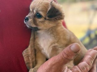 Chihuahua – Bundaberg Central