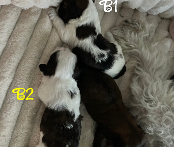 Maltese Shih Tzu – Townsville City