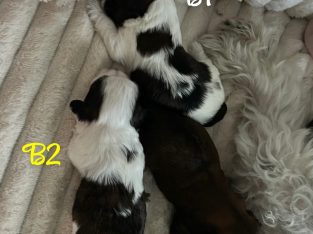 Maltese Shih Tzu – Townsville City