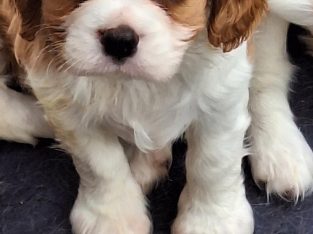 Cavalier King Charles Spaniel – Southern River