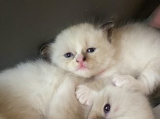Ragdoll – Queensland