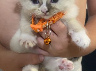 Ragdoll – Godwin Beach