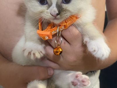 Ragdoll – Godwin Beach