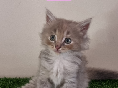 Ragdoll – Springfield Lakes