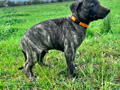 Whippet – Lancaster