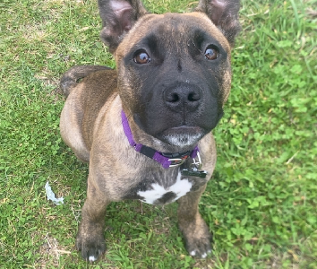 Staffordshire Bull Terrier – Bathurst