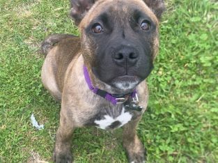 Staffordshire Bull Terrier – Bathurst