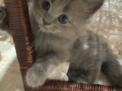 Ragdoll – Mount Gravatt East