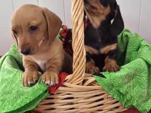 Dachshund – Gympie