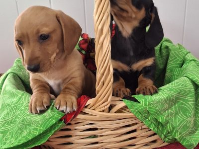 Dachshund – Gympie
