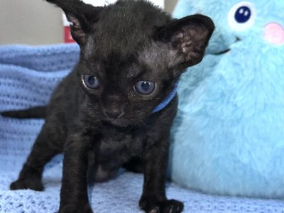 Devon Rex – Beenleigh