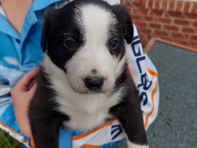 Border Collie – Jess