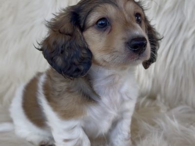 Miniature Dachshund – Boonah