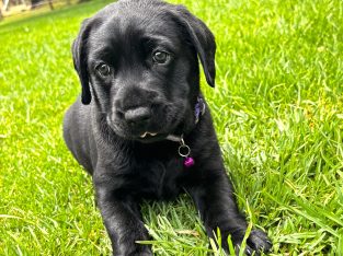 Labrador Retriever – Mariginiup