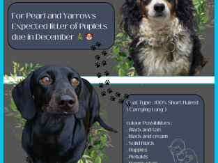 Dachshund – Nagambie