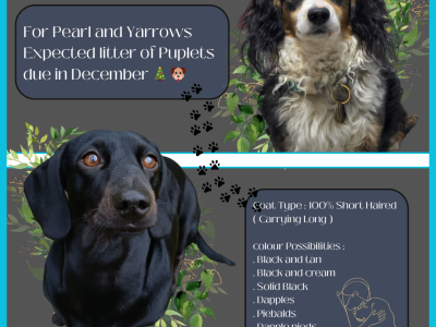 Dachshund – Nagambie