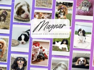 Cavalier King Charles Spaniel – Goulburn