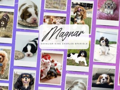 Cavalier King Charles Spaniel – Goulburn