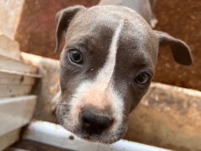 American Staffordshire Bull Terrier – Palmerston City