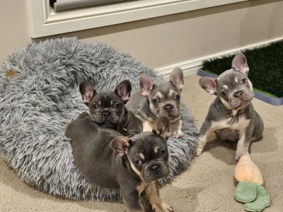 French Bulldog – Orange