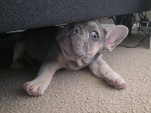 French Bulldog – Orange