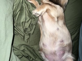 Miniature Dachshund – Parmelia