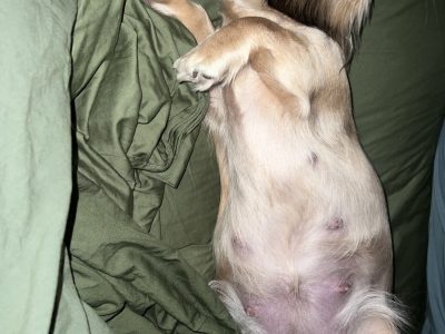 Miniature Dachshund – Parmelia