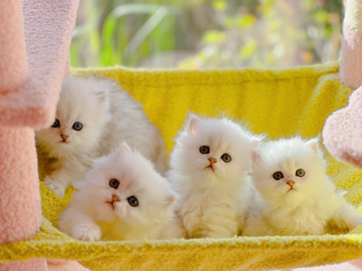 Persian – Ballarat