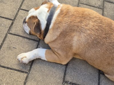 Other Dogs – Piara Waters