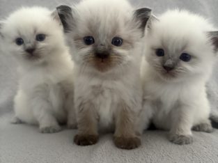 Ragdoll – Townsville City