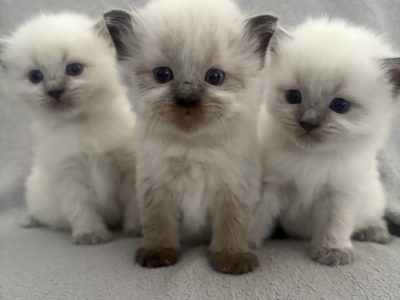 Ragdoll – Townsville City