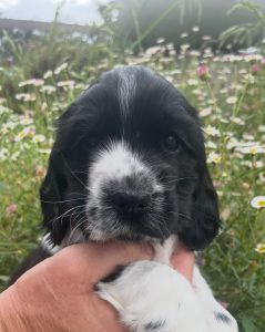 Cocker Spaniel – Upper Hunter